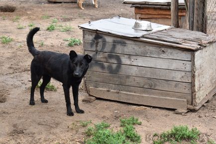 În Bobruisk, voluntarii dau animalelor oa doua viață (foto-raport)