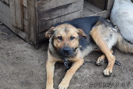 În Bobruisk, voluntarii dau animalelor oa doua viață (foto-raport)