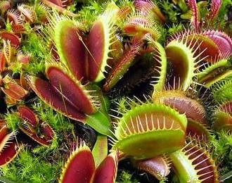 Venera flytrap îngrijire, fotografie, transplant, reproducere, dăunători, specii