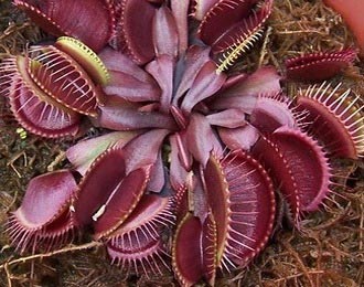 Venera flytrap îngrijire, fotografie, transplant, reproducere, dăunători, specii