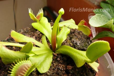 Venera flytrap îngrijire, fotografie, transplant, reproducere, dăunători, specii