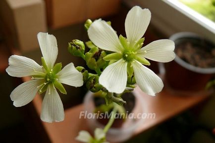 Venera flytrap îngrijire, fotografie, transplant, reproducere, dăunători, specii