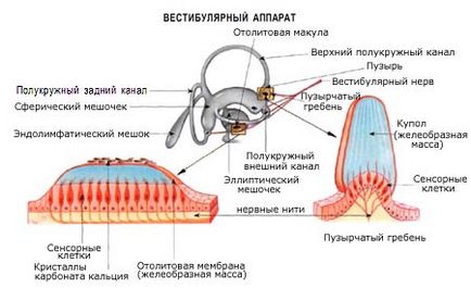 Вестибулярний апарат - орган рівноваги, доктор Матяш і партнери