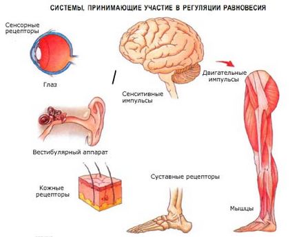 Вестибулярний апарат - орган рівноваги, доктор Матяш і партнери