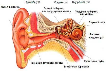 Вестибулярний апарат - орган рівноваги, доктор Матяш і партнери