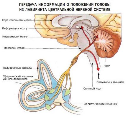 Вестибулярний апарат - орган рівноваги, доктор Матяш і партнери