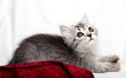 Ветофобія, чому кішки бояться лікарів запах страху, поїздка в клініку з кішкою, кішка завмирає на