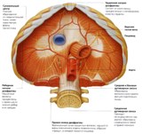 A hangsúly - rekeszizom yogaterapiya