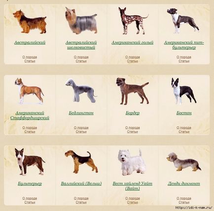 Típusú terrierek (keletkezéstörténetével terrier) típusú terrierek