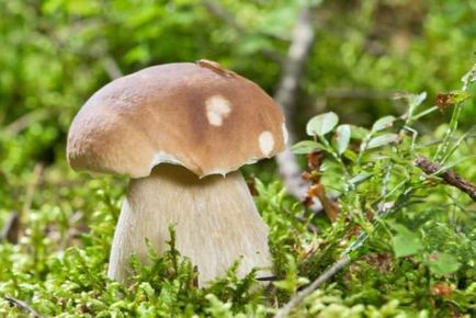 Creșterea unui impermeabil, cum să crească un strat de ploaie, un impermeabil ciupercă pentru a cumpăra un magazin de mirime - miceliu
