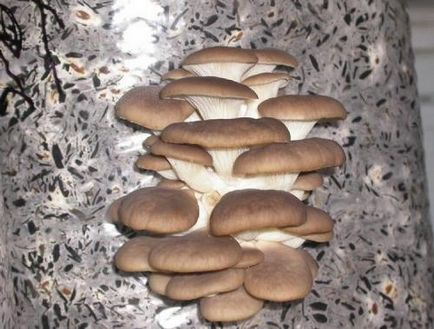 Creșterea unui impermeabil, cum să crească un strat de ploaie, un impermeabil ciupercă pentru a cumpăra un magazin de myrrhibs - miceliu