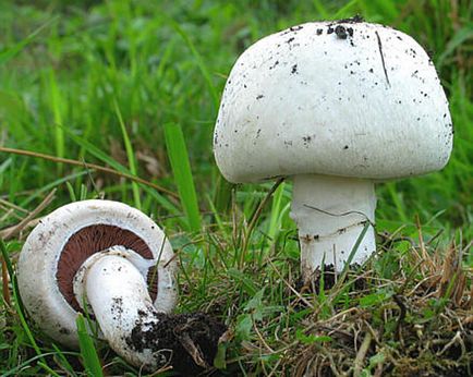 Creșterea unui impermeabil, cum să crească un strat de ploaie, un impermeabil ciupercă pentru a cumpăra un magazin de mirime - miceliu
