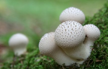 Creșterea unui impermeabil, cum să crească un strat de ploaie, un impermeabil ciupercă pentru a cumpăra un magazin de myrrhibs - miceliu