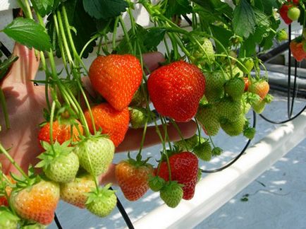 Cultivarea și iernarea căpșunilor pe balcon, de la selectarea vaselor până la îngrijirea corespunzătoare