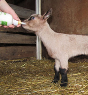 Creșterea animalelor tinere - creșterea caprelor