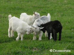 Вирощування молодняка кіз - Селяночка - портал для фермерів, сільське господарство, тваринництво,