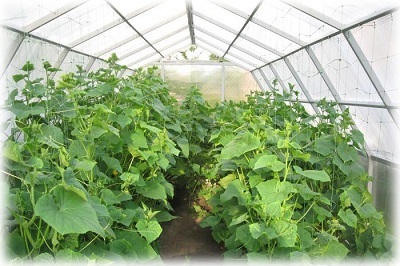 Вирощування огірків взимку в теплиці з полікарбонату Пошукові