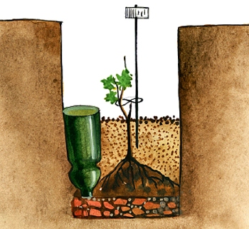 Cultivarea strugurilor pentru afaceri la domiciliu