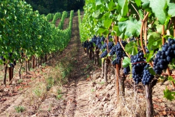 Вирощування винограду для домашнього бізнесу