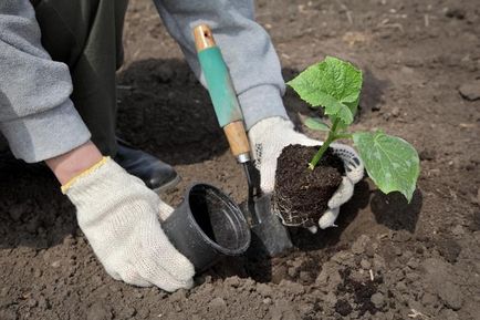 Plantarea răsadurilor - cum să preveniți greșelile