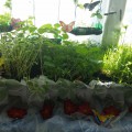 Vitamin Garden „az ablakpárkányon