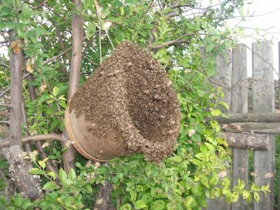 У світі медоносних бджіл - роїння бджолиної сім'ї