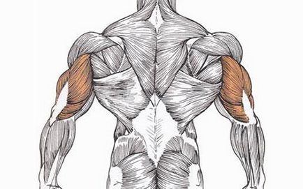 Tricepsul intern