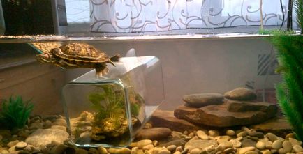 Apa din acvariu pentru țestoasele cu țesătură roșie corectează temperatura și puritatea