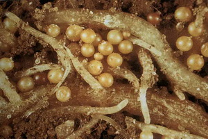 Шкідник нематода види (сунична і цибулевий), фото нематод і заходи боротьби з шкідниками