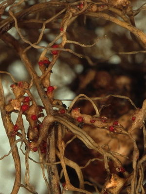 Pest de specii de nematode (căpșuni și ceapă), fotografii de nematode și măsuri de combatere a dăunătorilor