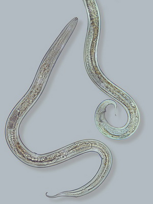 Pest de specii de nematode (căpșuni și ceapă), fotografii de nematode și măsuri de combatere a dăunătorilor