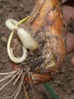 Pest de specii de nematode (căpșuni și ceapă), fotografii de nematode și măsuri de combatere a dăunătorilor