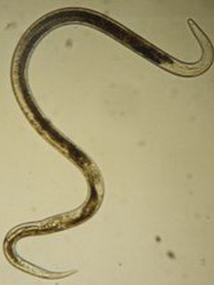 Pest de specii de nematode (căpșuni și ceapă), fotografii de nematode și măsuri de combatere a dăunătorilor