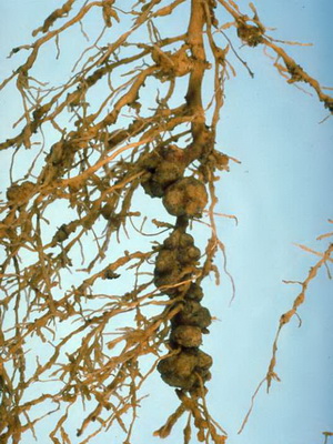 Pest de specii de nematode (căpșuni și ceapă), fotografii de nematode și măsuri de combatere a dăunătorilor