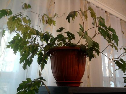 Кучеряві кімнатні рослини опис і характеристики