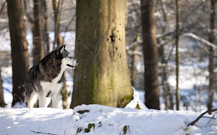 Husky színben (az orr körül, szemét) Husky színek