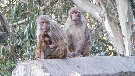 Himachal Pradesh este un loc care merită vizitat