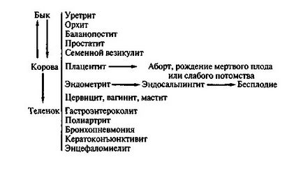 Хламідіоз у тварин діагностика, лікування, карантин на фермі