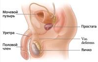 Prostatita cronică, simptome, tratamentul prostatitei cronice, remedii folclorice,