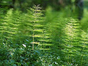 Horsetail în cosmetologia de origine