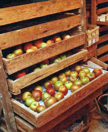 Яблука в ящиках, зберігання шістсот рад
