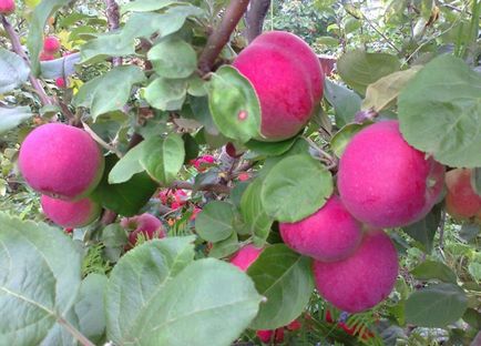 Яблуня орлик опис, фото, відгуки садівників, посадка
