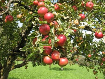 Яблуня орлик опис, фото, відгуки садівників, посадка