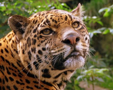 Jaguar ca simbol