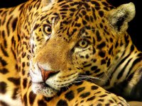 Jaguar în mitologie