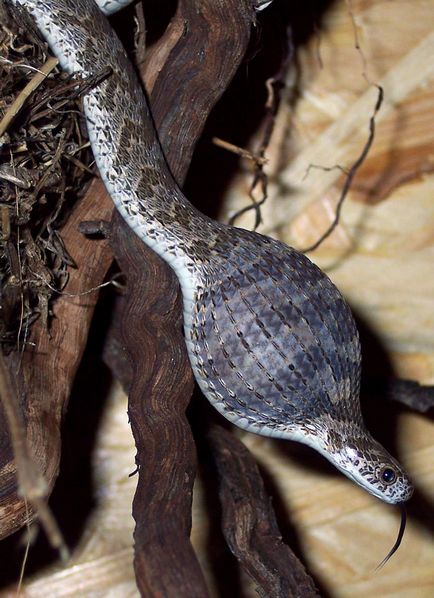 Яєчна змія фото повзучого гурмана