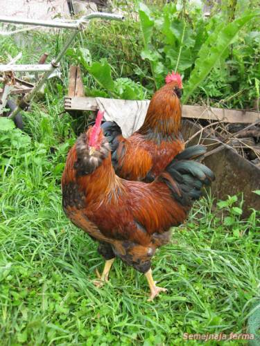 Яєчні породи курей - кури - птахівництво - бібліотека - сімейна ферма