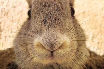 Мова тіла і поведінки кроликів - розплідник декоративних кроликів червона перлина