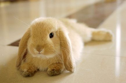 Мова тіла і поведінки кроликів - розплідник декоративних кроликів червона перлина