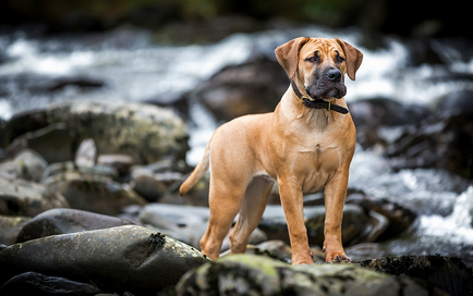 Boerboel din Africa de Sud (Boer Mastiff) fotografie și preț pentru câini